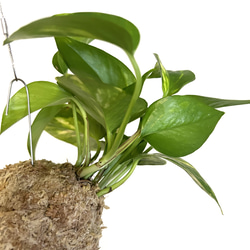 空飛ぶ植物 ☆彡 苔玉ハンギンググリーン ポトス　観葉植物 2枚目の画像