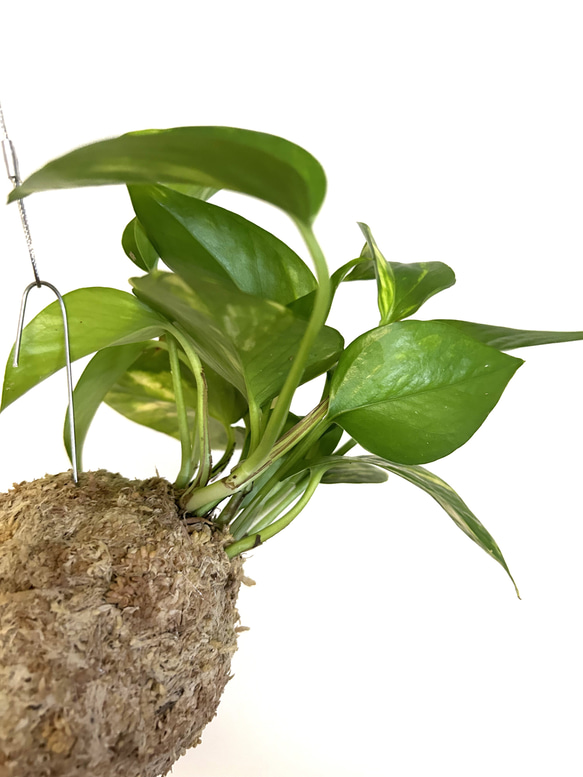 空飛ぶ植物 ☆彡 苔玉ハンギンググリーン ポトス　観葉植物 2枚目の画像