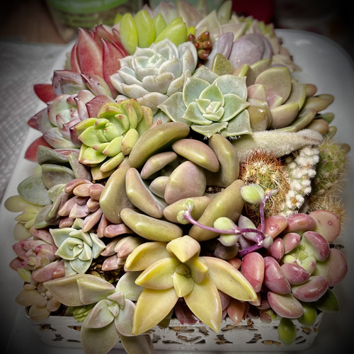 贅沢韓国苗！多肉弁当☆寄せ植えに…♡② 韓国苗☆多肉弁当の通販 by れなちゃむ's shop｜ラクマ