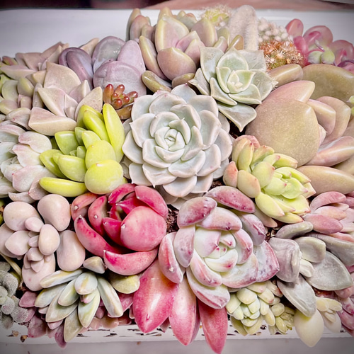 贅沢韓国苗！多肉弁当☆寄せ植えに…♡② 多肉弁当 韓国苗 寄植えセット その他アート 多肉屋jun 通販