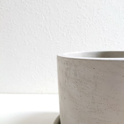 ●数量限定●新作●ミモザの木　希少　”ミモザ・アカシア  ブルーブッシュ　銀葉　鉢/受け皿セット”　観葉植物 10枚目の画像