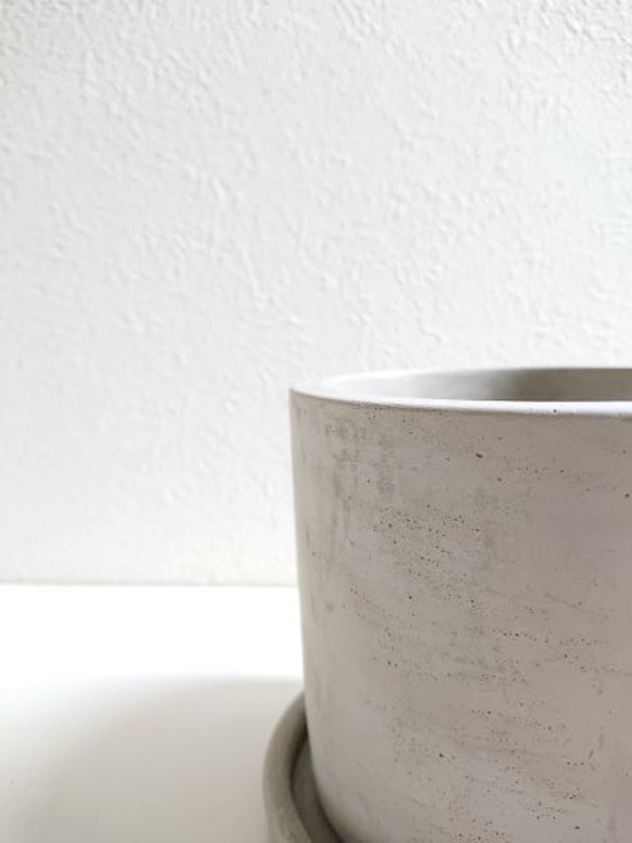 ●数量限定●新作●ミモザの木　希少　”ミモザ・アカシア  ブルーブッシュ　銀葉　鉢/受け皿セット”　観葉植物 10枚目の画像