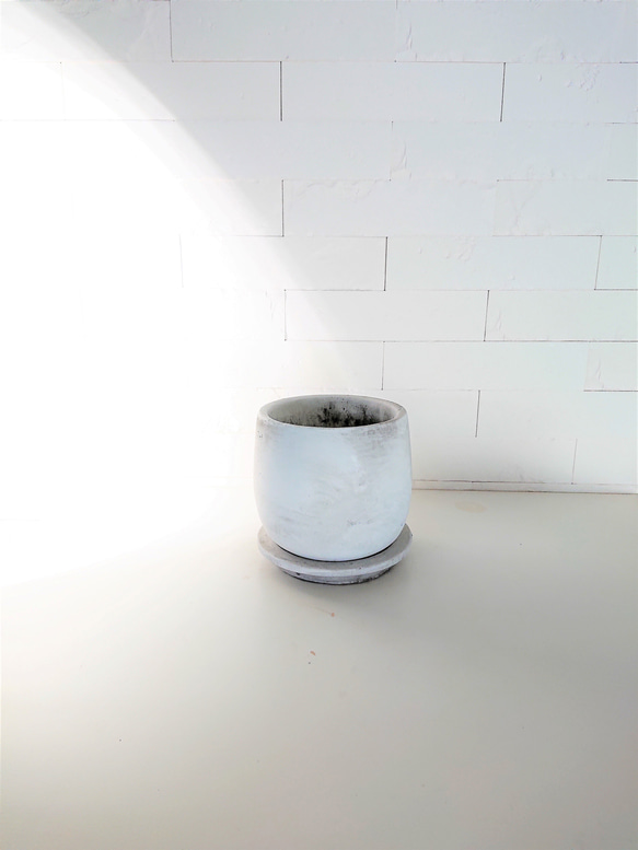 ●数量限定●新作●ミモザの木　希少　”ミモザ・アカシア  ブルーブッシュ　銀葉　鉢/受け皿セット”　観葉植物 7枚目の画像