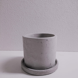 ●数量限定●新作●ミモザの木　希少　”ミモザ・アカシア  ブルーブッシュ　銀葉　鉢/受け皿セット”　観葉植物 9枚目の画像