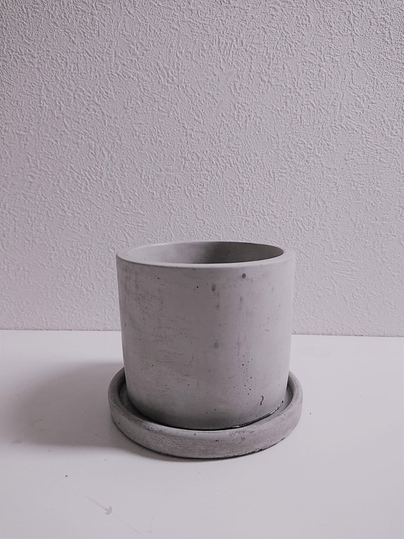 ●数量限定●新作●ミモザの木　希少　”ミモザ・アカシア  ブルーブッシュ　銀葉　鉢/受け皿セット”　観葉植物 9枚目の画像