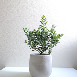 ●数量限定●新作●ミモザの木　希少　”ミモザ・アカシア  ブルーブッシュ　銀葉　鉢/受け皿セット”　観葉植物 2枚目の画像