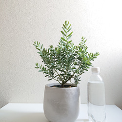 ●数量限定●新作●ミモザの木　希少　”ミモザ・アカシア  ブルーブッシュ　銀葉　鉢/受け皿セット”　観葉植物 5枚目の画像