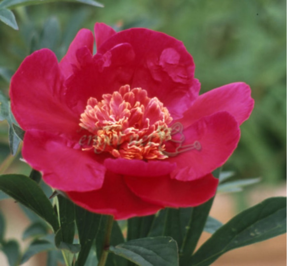 【紅日輪】引き込まれそうなダークなカラー 美しい蕊に特徴がある芍薬 1枚目の画像