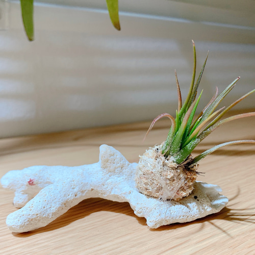エアープランツ 宮古島 サンゴ 着生 置物 インテリア 観葉植物 その他