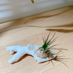 エアープランツ 宮古島 サンゴ 着生 置物 インテリア 観葉植物 3枚目の画像