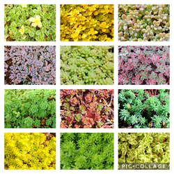 多肉植物セダム12種類 各5カットずつ【育成説明書付】 多肉植物 多肉屋