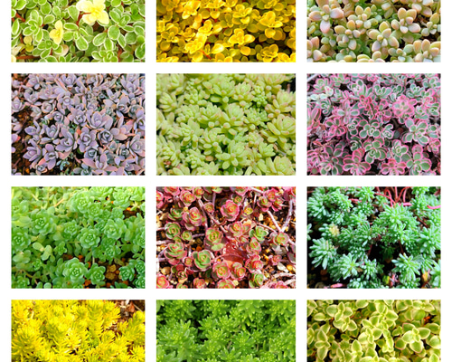 多肉植物　セダム　カリシア　50カット 多肉植物 セダム カリシア 50カット 多肉植物 セダム カリシア