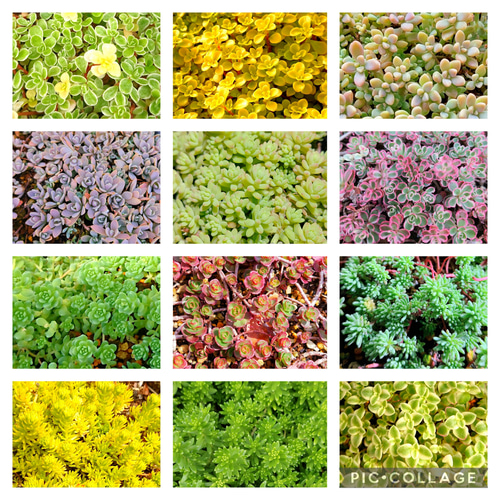 多肉植物セダム12種類 各5カットずつ【育成説明書付】 多肉植物 多肉屋