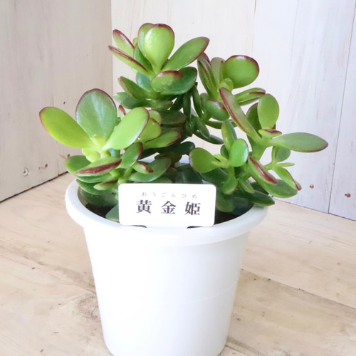 金のなる木♡黄金姫花月♡多肉植物♡インテリアグリーン♡鉢ごと
