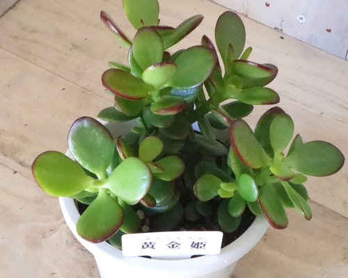 166fcc8119c2e0cd1ca77b61f4bd22