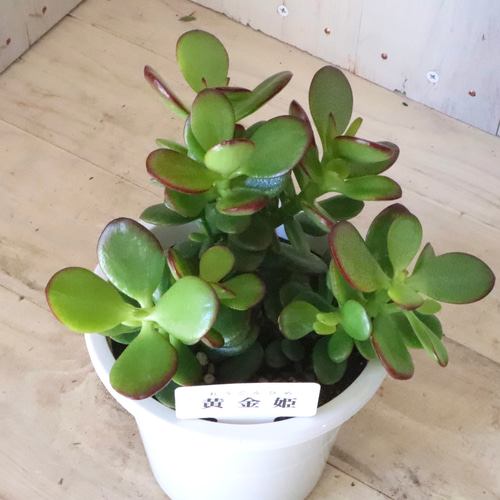 アボガドの木　黄金花月　金のなる木　多肉植物　観葉植物　鉢付き　☆早い者勝ち☆ アボガドの木 黄金花月 金のなる木 多肉植物 観葉植物 鉢付き