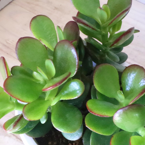 金のなる木♡黄金姫花月♡多肉植物♡インテリアグリーン♡鉢ごと