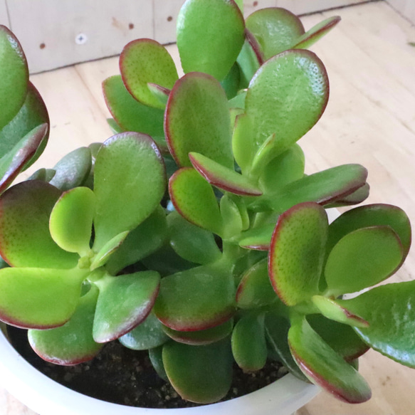 金のなる木♡黄金姫花月♡多肉植物♡インテリアグリーン♡鉢ごと♡ 10枚目の画像