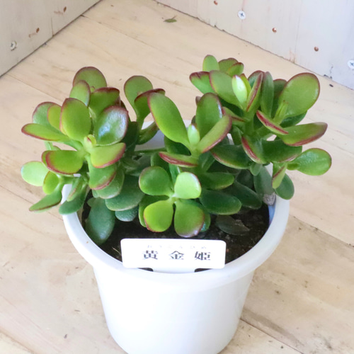 金のなる木♡黄金姫花月♡多肉植物♡インテリアグリーン♡鉢ごと