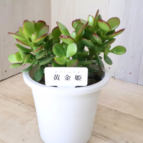 金のなる木♡黄金姫花月♡多肉植物♡インテリアグリーン♡鉢ごと