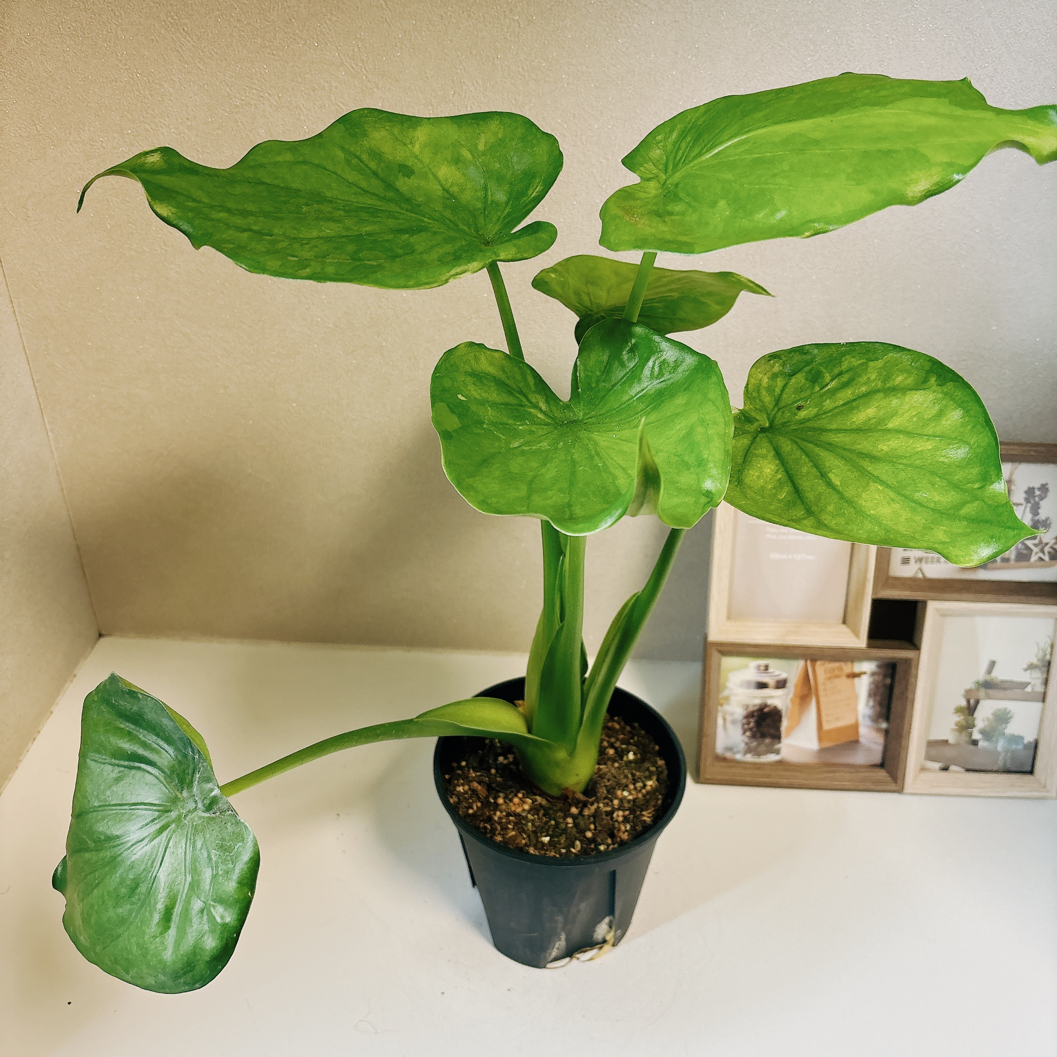 レア】アロカシア セデニー オーレア（黄斑入り） 超希少❗️黄斑