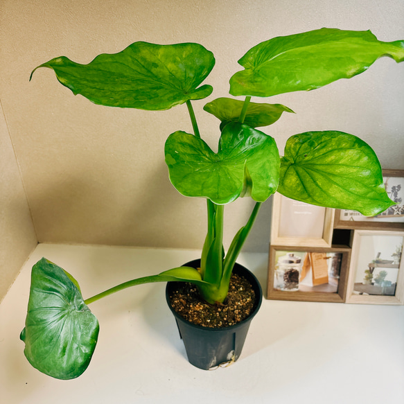 現品］【希少】2番 シマクワズイモ 斑入り 観葉植物 レア 室内 綺麗