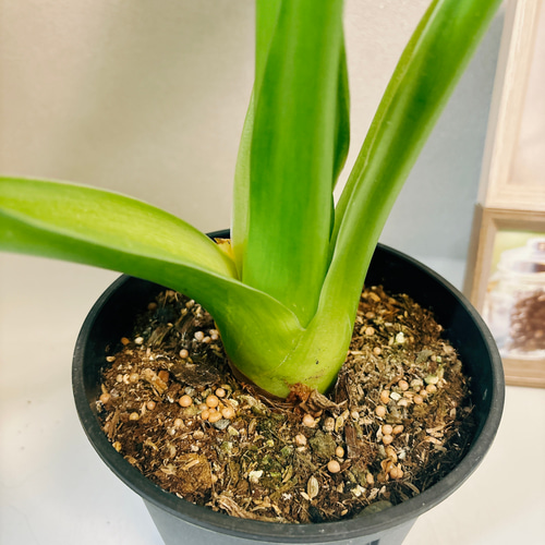 現品］【希少】2番 シマクワズイモ 斑入り 観葉植物 レア 室内 綺麗