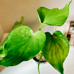 ［現品］【希少】3番　シマクワズイモ　斑入り　観葉植物　レア　室内　綺麗　プラスチック鉢　珍しい 4枚目の画像