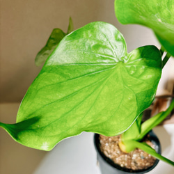 ［現品］【希少】3番　シマクワズイモ　斑入り　観葉植物　レア　室内　綺麗　プラスチック鉢　珍しい 6枚目の画像