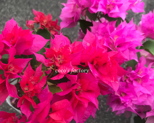 送料込】可愛い♡八重咲きブーゲンビリア♡10.5cmポットごと発送