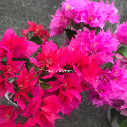 送料込】可愛い♡八重咲きブーゲンビリア♡10.5cmポットごと発送