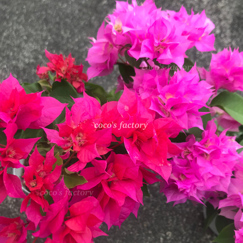 送料込】可愛い♡八重咲きブーゲンビリア♡10.5cmポットごと発送