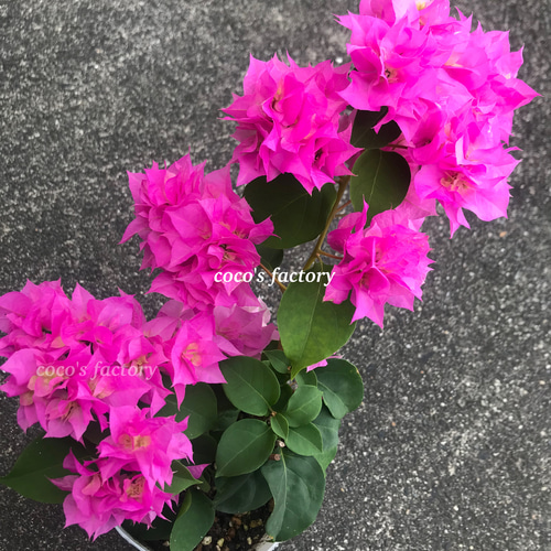 送料込】可愛い♡八重咲きブーゲンビリア♡10.5cmポットごと発送