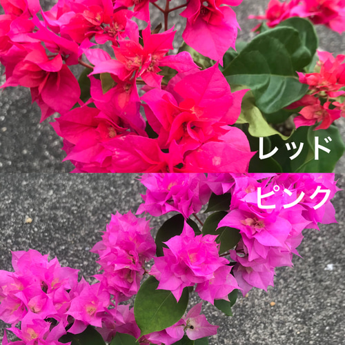 ブーゲンビリア八重咲き No.5 らくらくメルカリ便発送‼️ 送料込】激