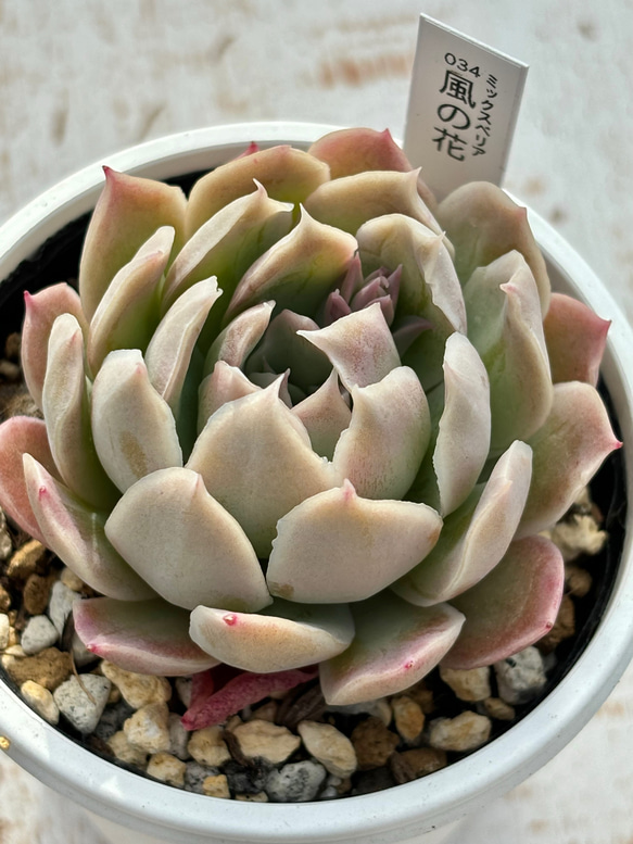 人気レア品種！☆風の花 多肉植物 自家栽培 国産 多肉植物 美