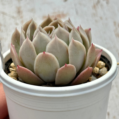 人気レア品種！☆風の花 多肉植物 自家栽培 国産 多肉植物 美