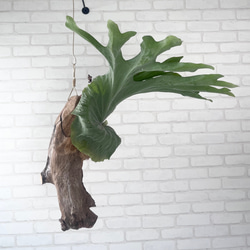ビカクシダ　コウモリラン　スパーバム　流木付け　観葉植物　ハンギンググリーン  SPLL406 2枚目の画像
