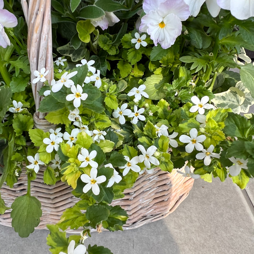 母の日のプレゼント等に♪ 寄せ植え 花□春色のバスケット