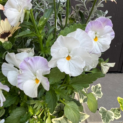 母の日のプレゼント等にも♪ 寄せ植え 花□春のバスケット