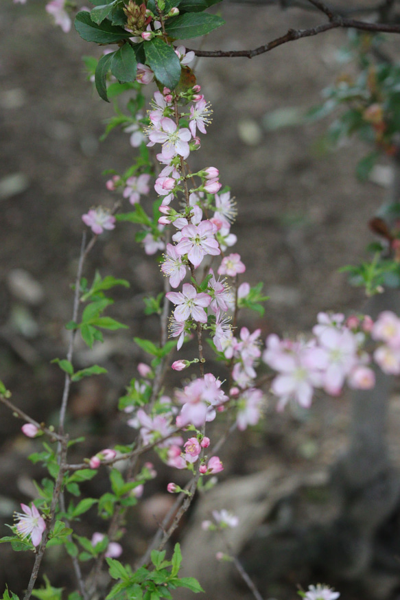 ピンクの小さなお花❤︎庭桜の木 1枚目の画像