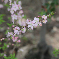 ピンクの小さなお花❤︎庭桜の木 2枚目の画像