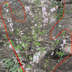 ピンクの小さなお花❤︎庭桜の木 3枚目の画像
