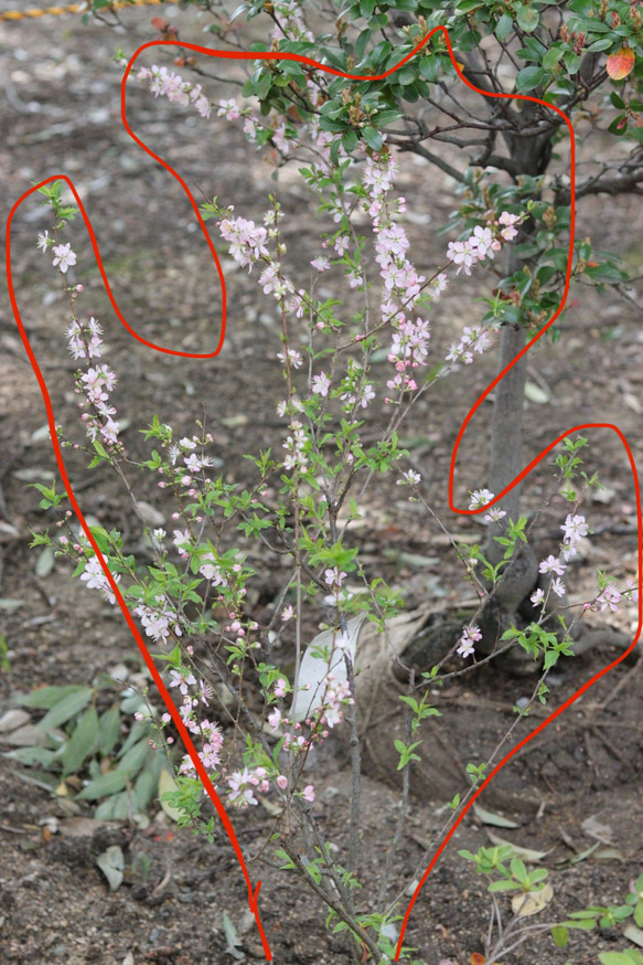 ピンクの小さなお花❤︎庭桜の木 3枚目の画像