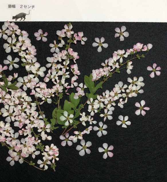 ピンクユキヤナギの押し花素材 1枚目の画像