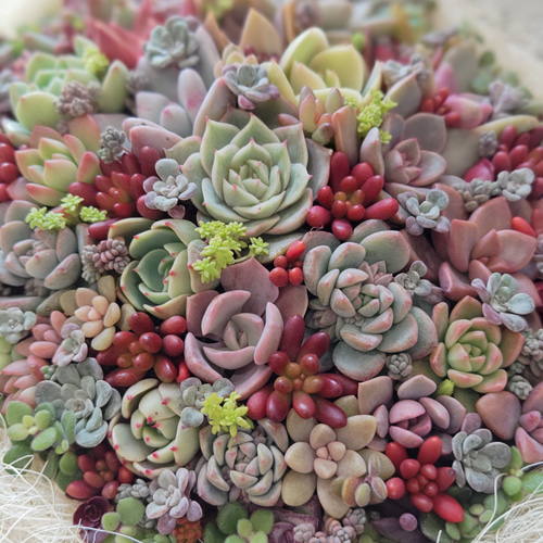受注制作】 そのまま飾れる多肉植物 寄せ植え 白かご ギフト 受注制作】 そのまま飾れる多肉植物 寄せ植え 白かご ギフト