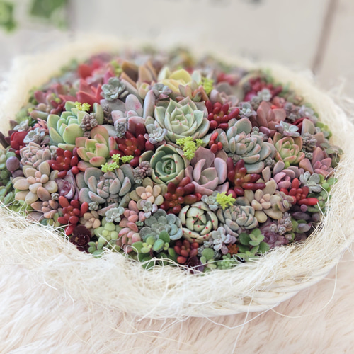 そのまま飾れる多肉植物寄せ植え 多肉植物 ba-boo house 通販