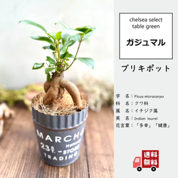 バニーカクタス』かわいい☆サボテン☆うさぎの耳☆プレゼント