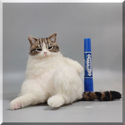 羊毛フェルト　猫　キジシロ猫さん デブ猫　キジ白　ねこ　ネコ　猫フィギュア 10枚目の画像