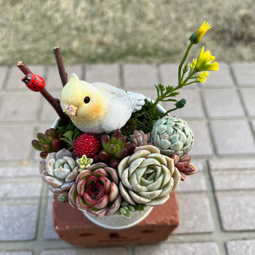 ♡そのまま飾れる♡ブリキ缶♬オカメインコちゃんの可愛い多肉植物寄せ植え♡ ♡そのまま飾れる♡ブリキ缶♬オカメインコちゃんの可愛い多肉植物寄せ