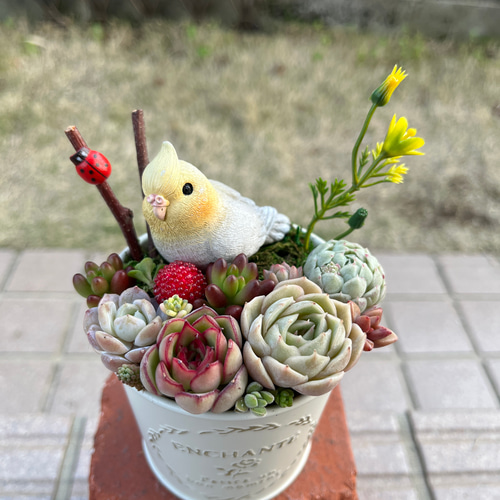 ☆送料無料☆♡そのまま飾れる♡ブリキ缶♬オカメインコちゃんの可愛い